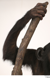  Chimpanzee Bonobo arm 0001.jpg